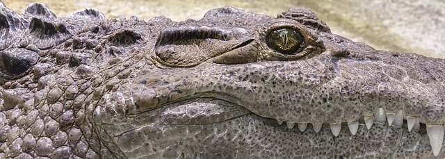 11. Krokodýl⁢ zvedání