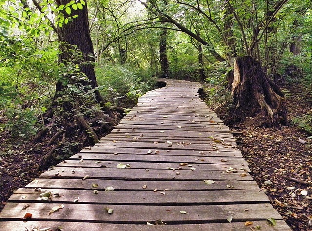 1. Plank (Dřep na předloktí)