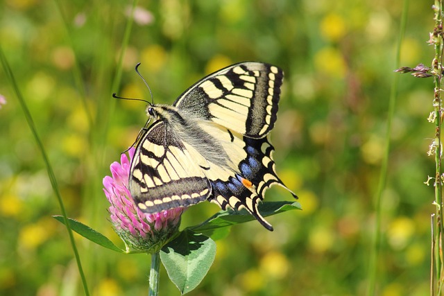 6. Butterfly ​na ‌přístroji