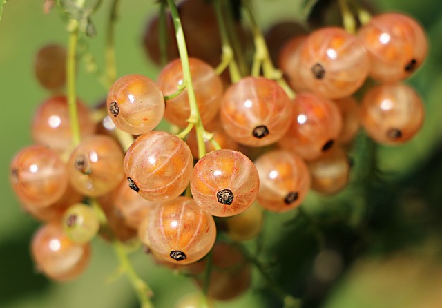 Co⁢ jsou antioxidanty ⁤a proč jsou důležité pro tělo?