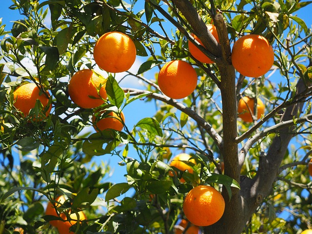 Kolik​ vitaminu C ‌skutečně obsahuje pomeranč?