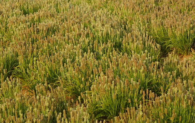 3. Co je psyllium a jak může ‍pomoci s příjmem vlákniny?