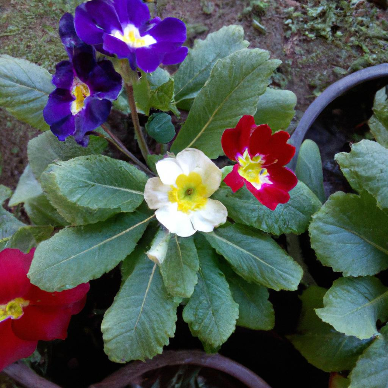 Nejlepší způsoby, jak užívat Primulus pro maximální účinek