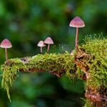 Sladidla: Skutečně škodlivá nebo jen další mýtus?