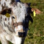 Může rostlinné maso nahradit živočišné? Rozdíly a výhody