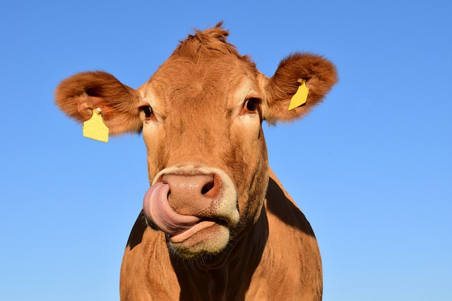 Syrovátkový protein od krav krmených trávou