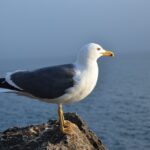 Znáte rozdíl mezi lososem z Atlantského a Tichého oceánu? Je znatný a o tom dnešní článek 17 Znáte rozdíl mezi lososem z Atlantského a Tichého oceánu? Je znatný a o tom dnešní článek