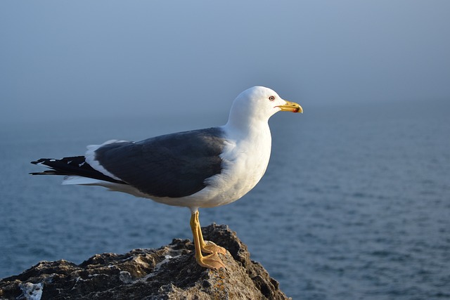 Znáte rozdíl mezi lososem z Atlantského a Tichého oceánu? Je znatný a o tom dnešní článek